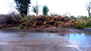 Albero tagliato e abbandonato sulla banchina di via Wolf Ferrari (foto ore 11:00 del 11 novembre 2023)